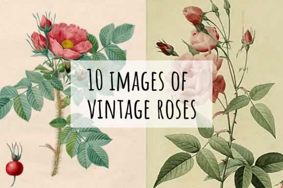 Download 10 Old Vintage Images of Roses - Old Collection